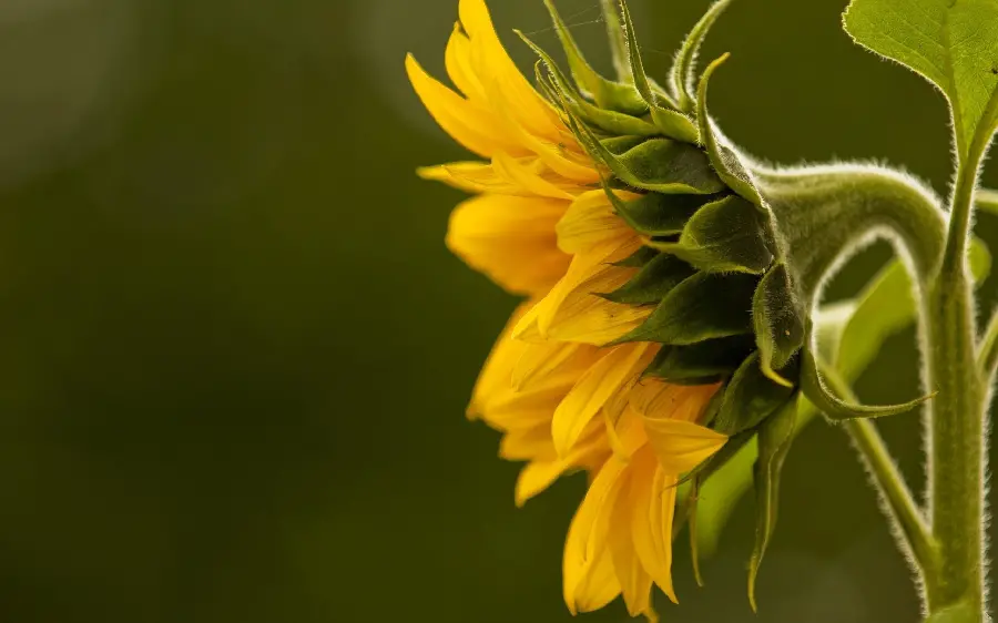 Sunflower stock photo and high quality sunflower stock image