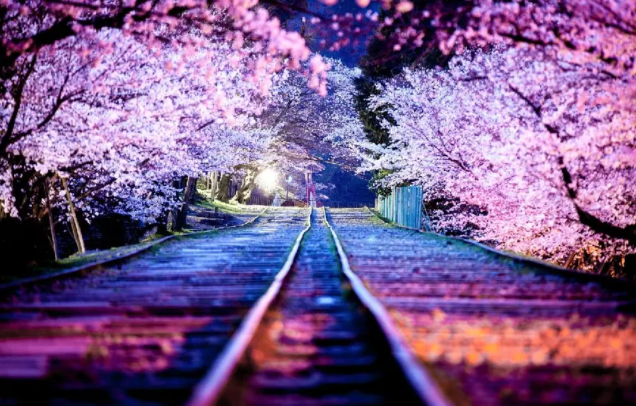 Beautiful Spring Night Relaxing Background for Laptop and Computer
