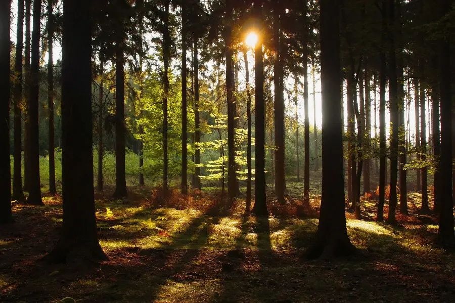 Wallpaper of virgin trees in the Czech nature