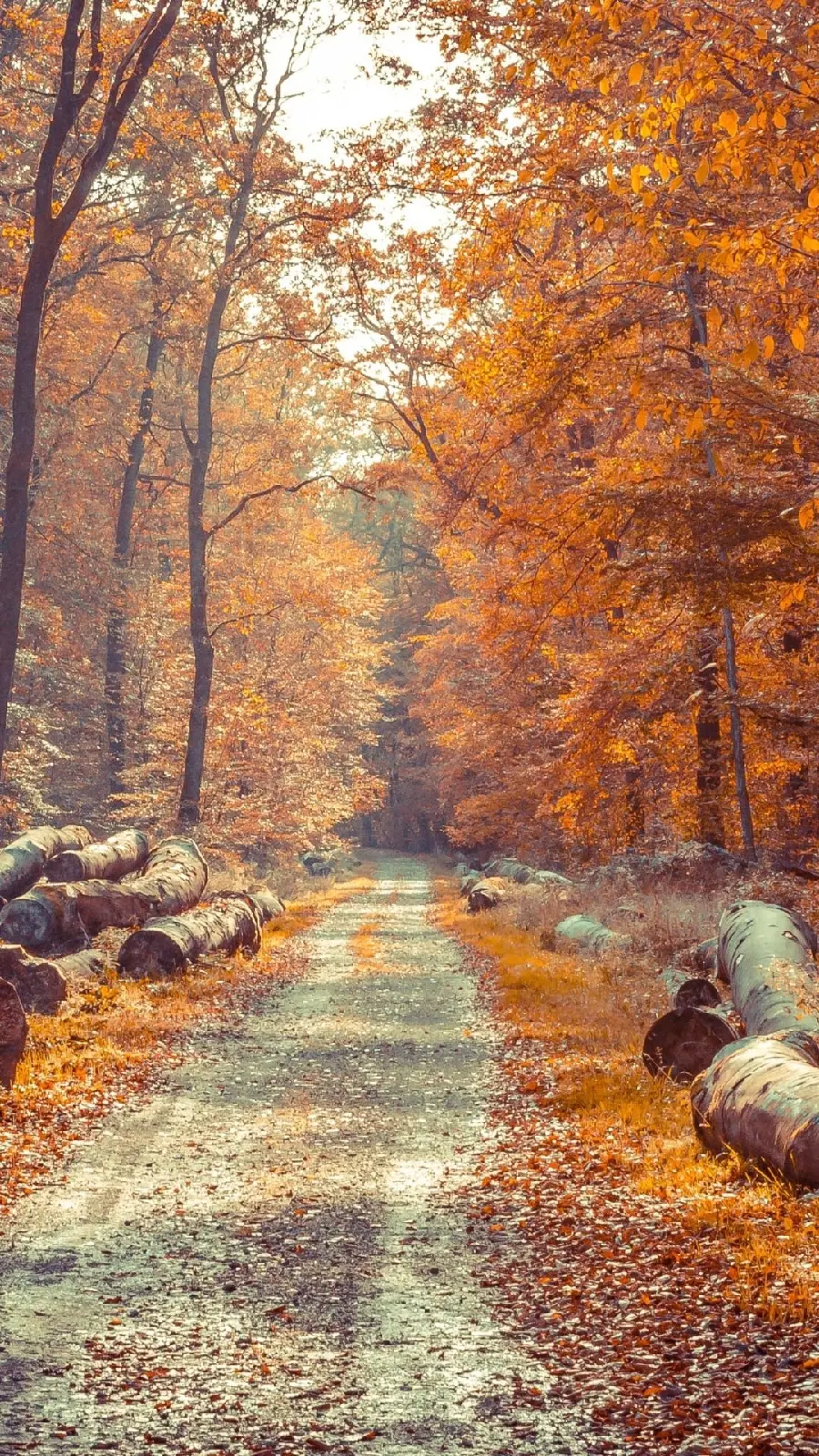 Autumn Road Wallpaper Photo