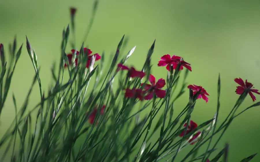 Special and strange flower photo