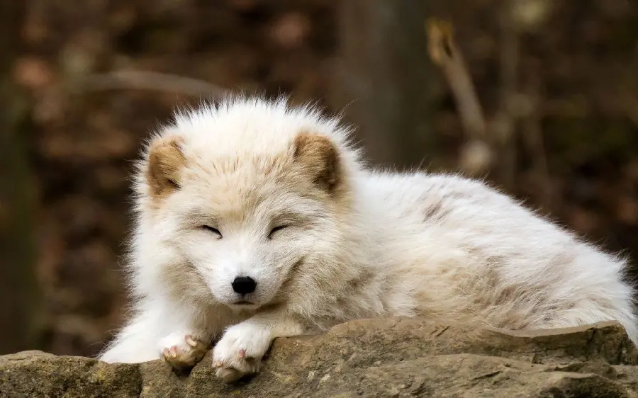 Profile image of a magnificent and beautiful fox in white