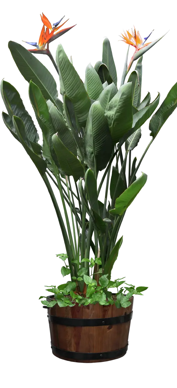 Beautiful Solar Houseplant Photos PNG