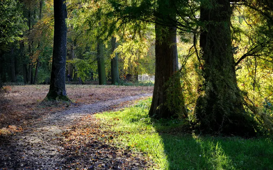 Free download wallpaper of lush forest landscape for iPhone