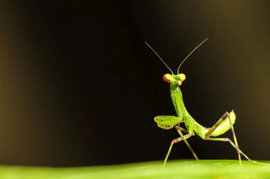 Interesting background of praying mantis for computer 2023