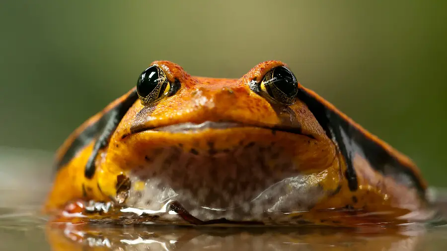 Interesting frog photo and frog vector and high quality photo