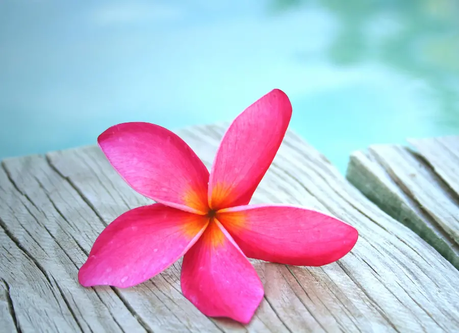 Dreamy background of Plumeria flower or red jasmine for Windows 12