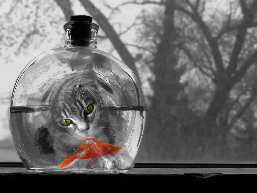 Funny and interesting photo of a cat next to a goldfish tank