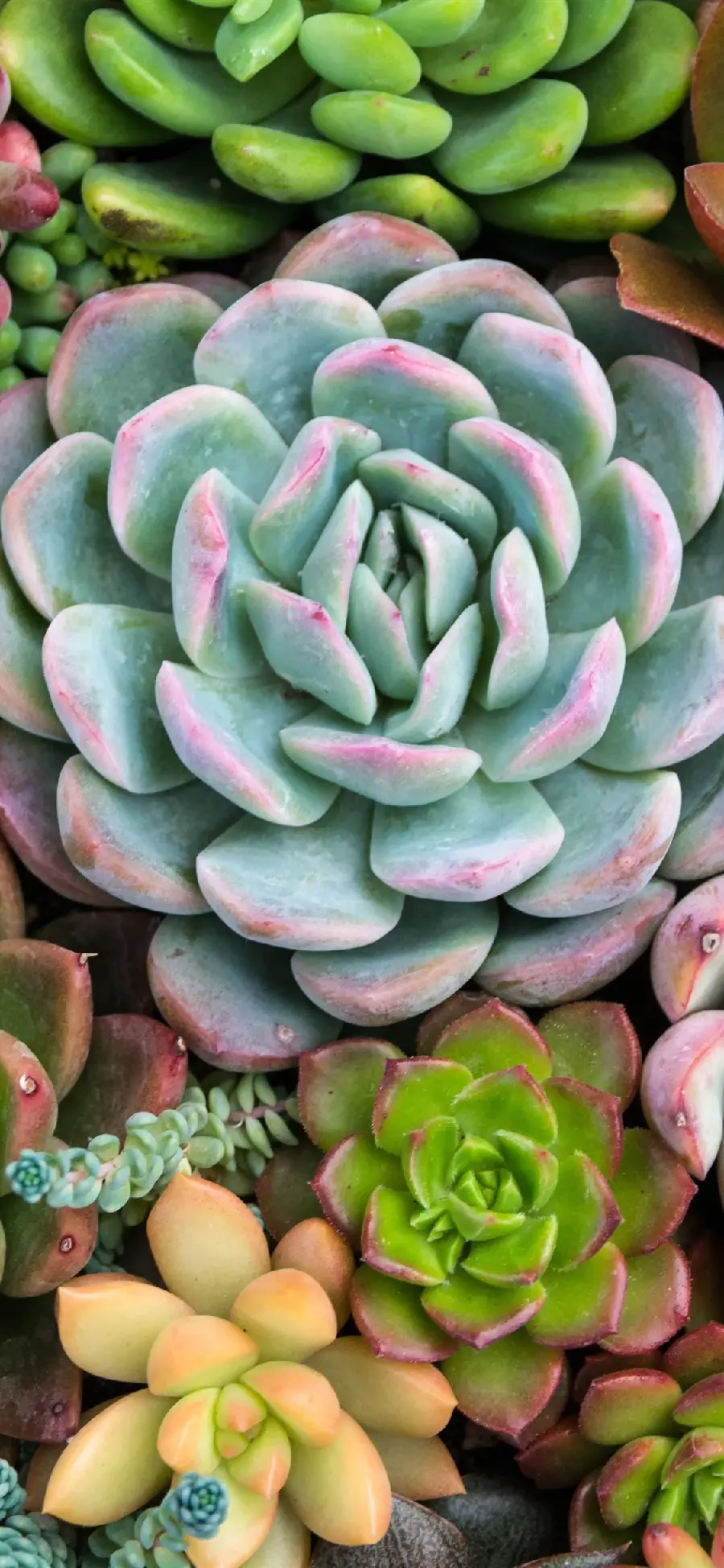 Download houseplant flower photos