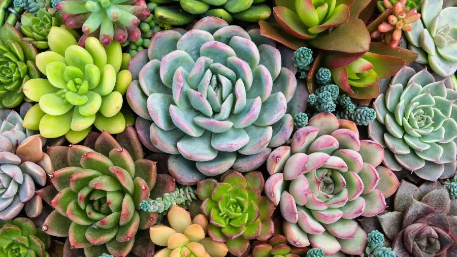 Photo GColorful Houseplant Leaves