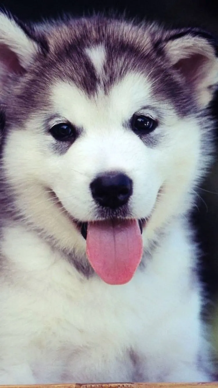 Beautiful Black-Eyed Husky Full HD Background