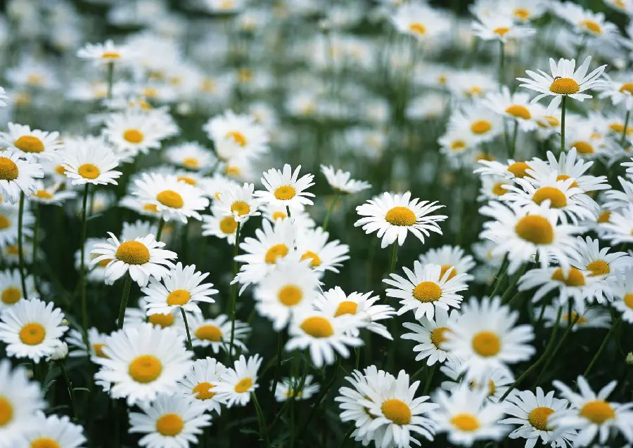 A very beautiful and attractive picture of white chamomile flowers together and a selected photo of white chamomile flowers together in high quality