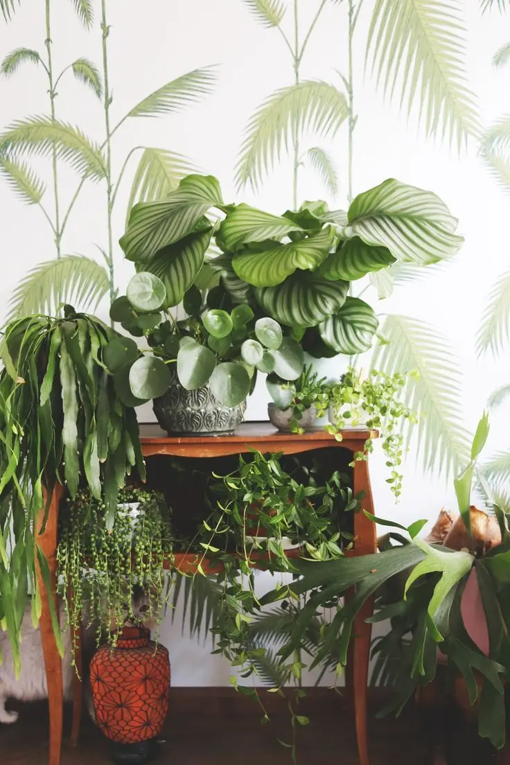 Photo of houseplant arrangement