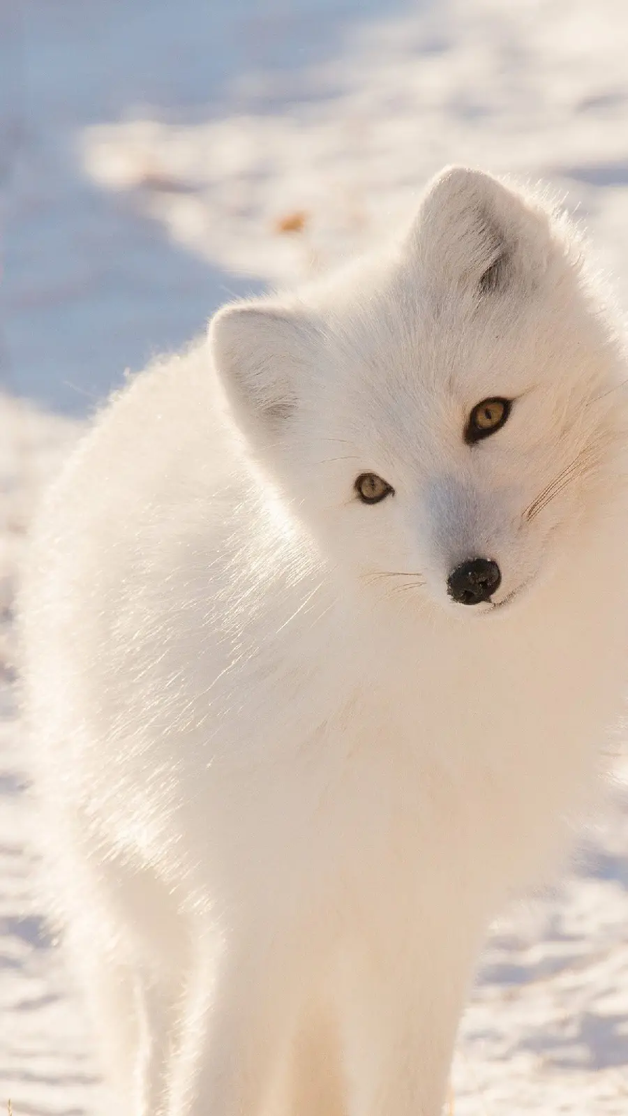 Arctic Fox Wallpaper for iPhone and Samsung