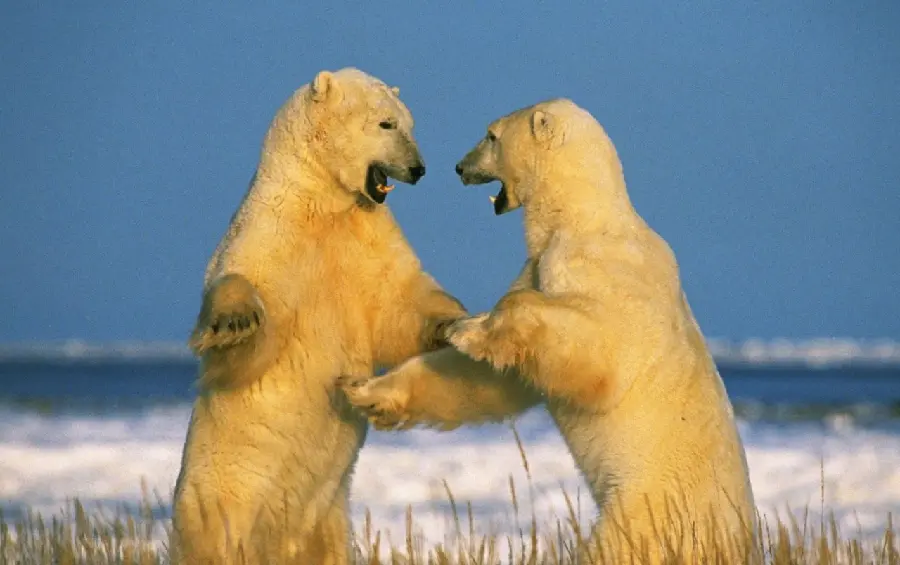 An interesting view of two wild polar bears facing each other