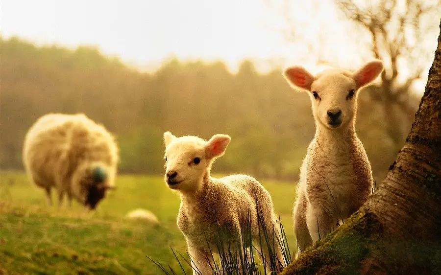Photo of little white lambs in green spring nature