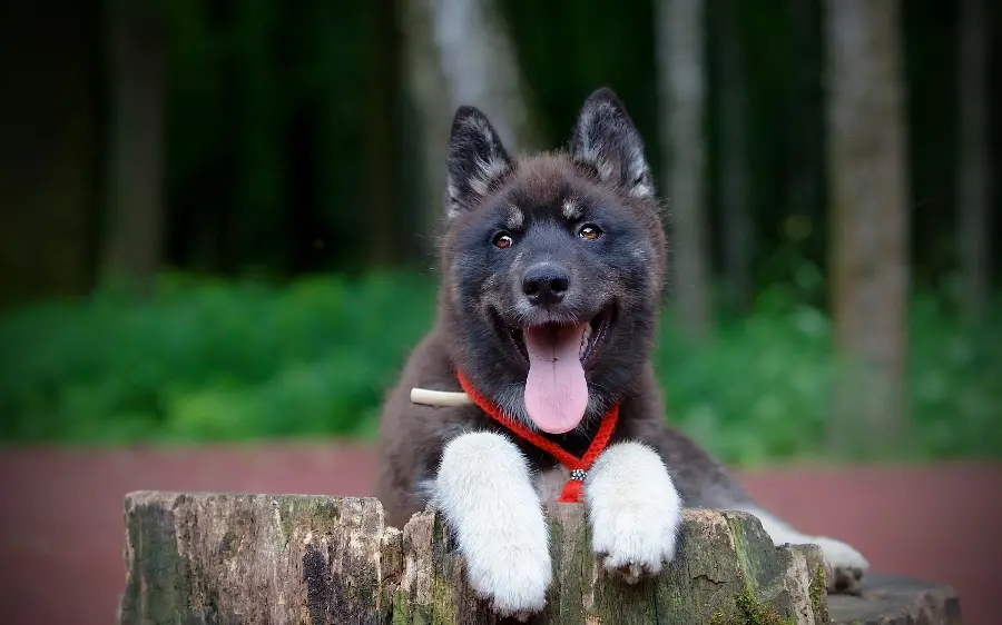 Funny Home Puppy HQ Photo Download