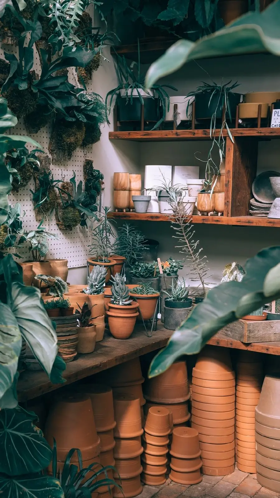 Photo of houseplant greenhouse