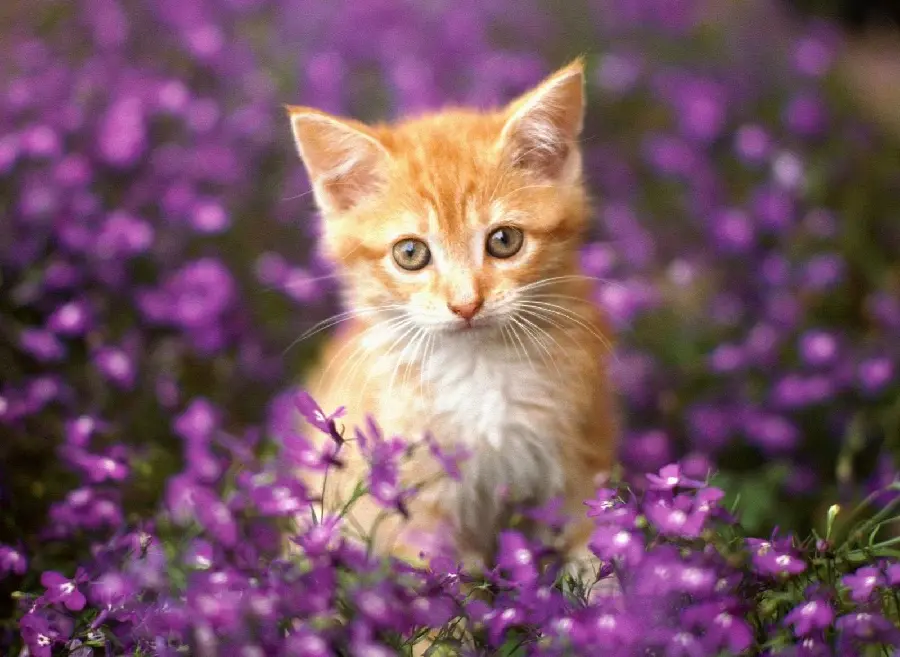 Free download of a beautiful orange cat photo in a purple flower garden