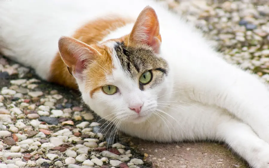 Lovely white and orange cat with green eyes