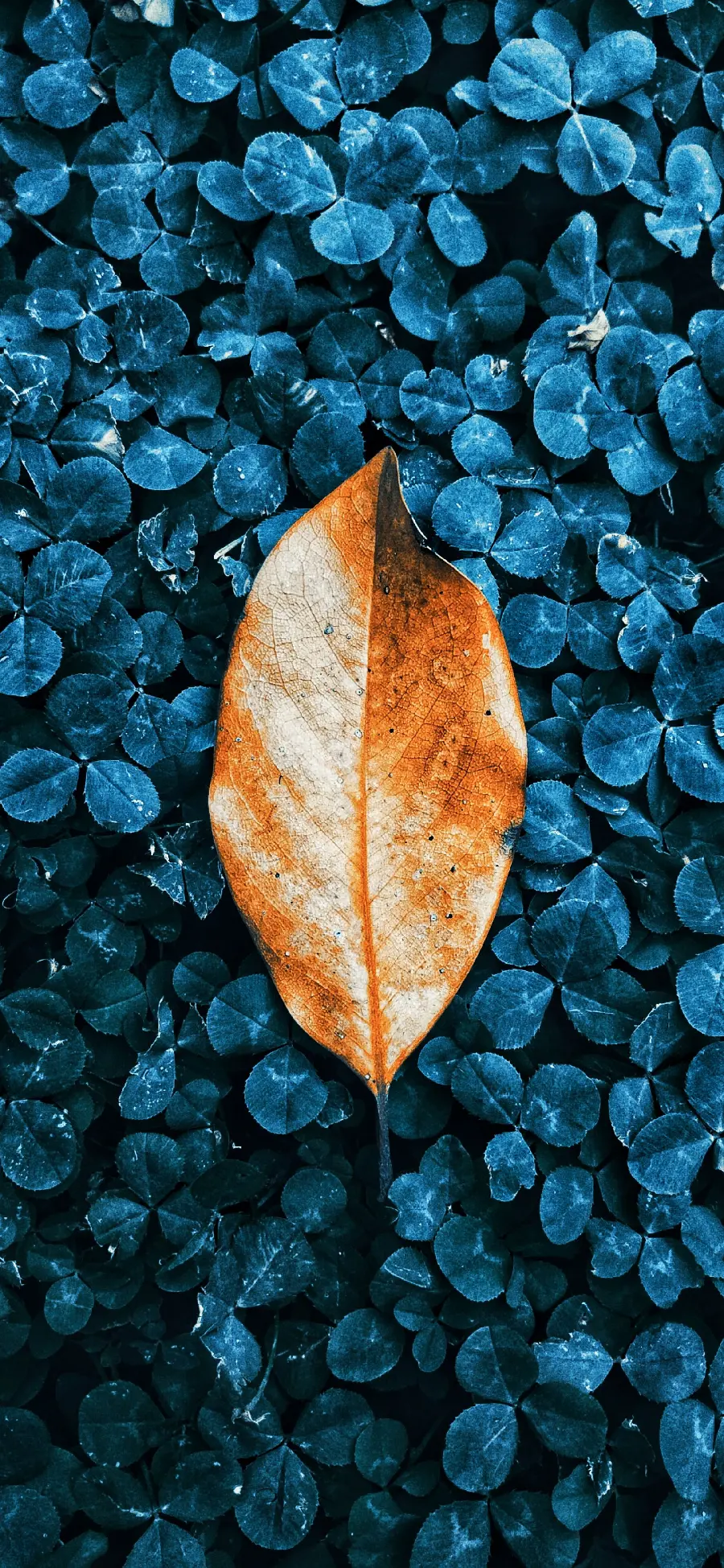 The most beautiful and newest autumn leaf wallpaper and background