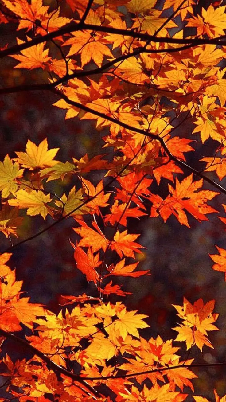 Autumn Profile Photo and Beautiful Pictures of Fall Leaves