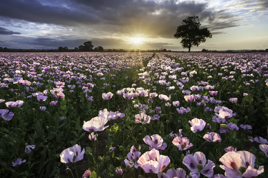 Pleasant nature image of the plain with purple flowers along the sunlight