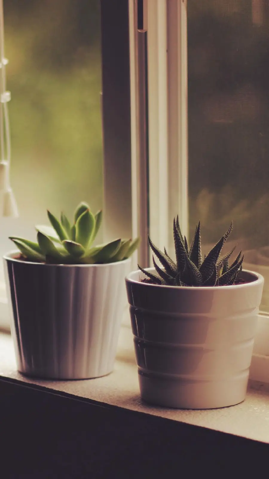 Photo of special houseplants