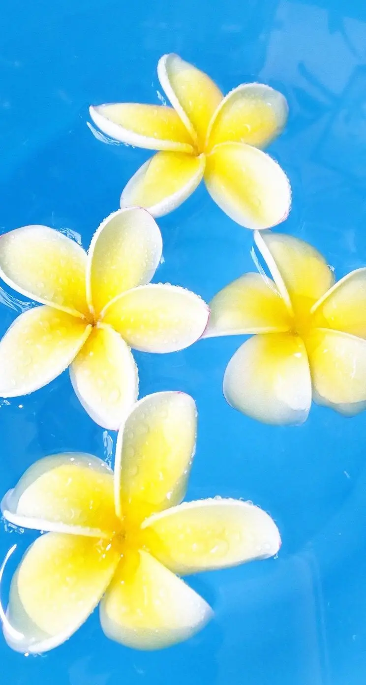Beautiful Flowers Yellow and White Plumeria in a New Artistic View