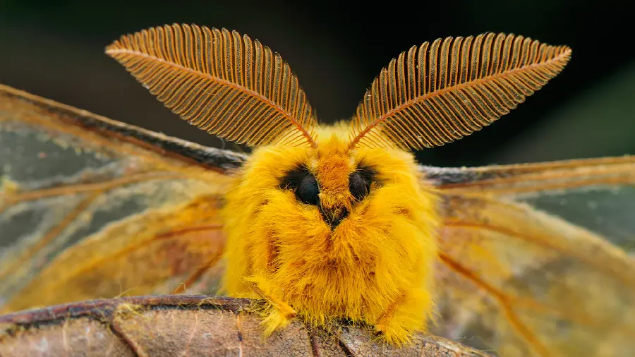 Photo of a strange animal with orange color and small eyes