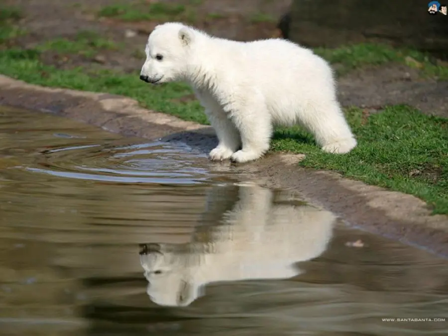 Beautiful photo of a small white polar bear for your profile