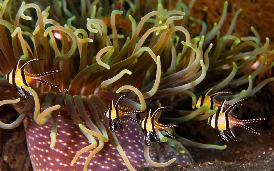 Download Background Interesting and cool from the spectacular subject of sea plants 