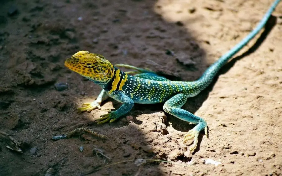 Free download of stock photo of gamma lizard in jpg format for design and printing