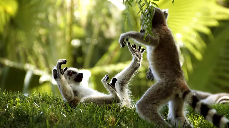 Stock photo and vector of monkeys in the Amazon forest