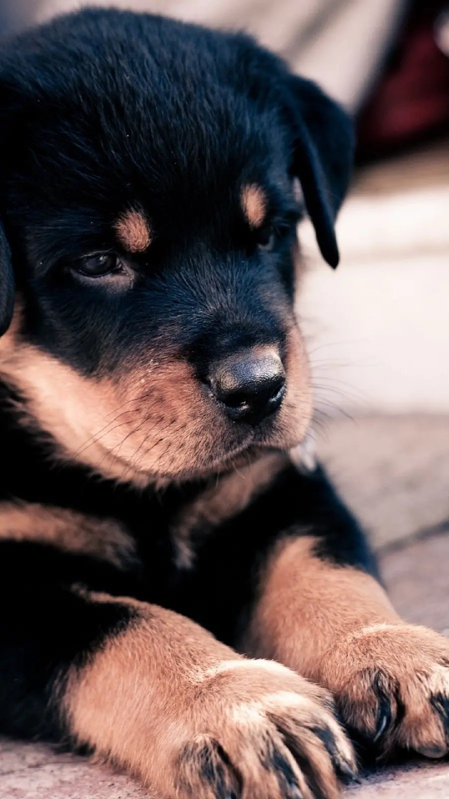 Lovely Black Dog Background for Windows 10 and 11