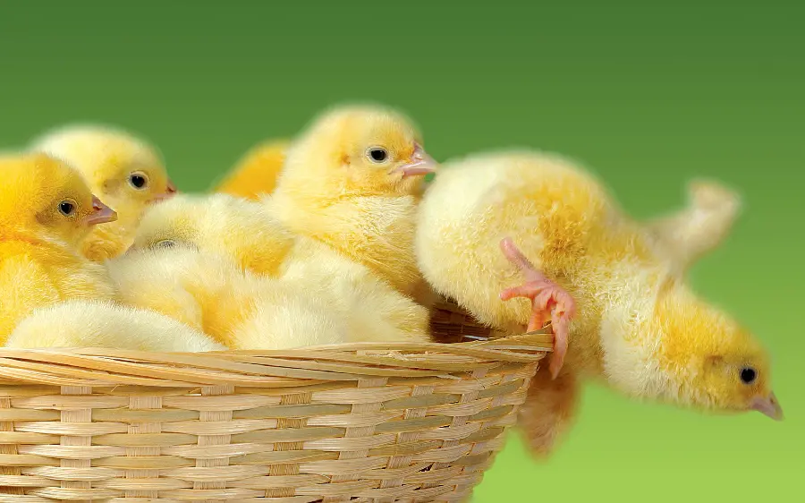 Funny photo of little chicks in a basket Full HD