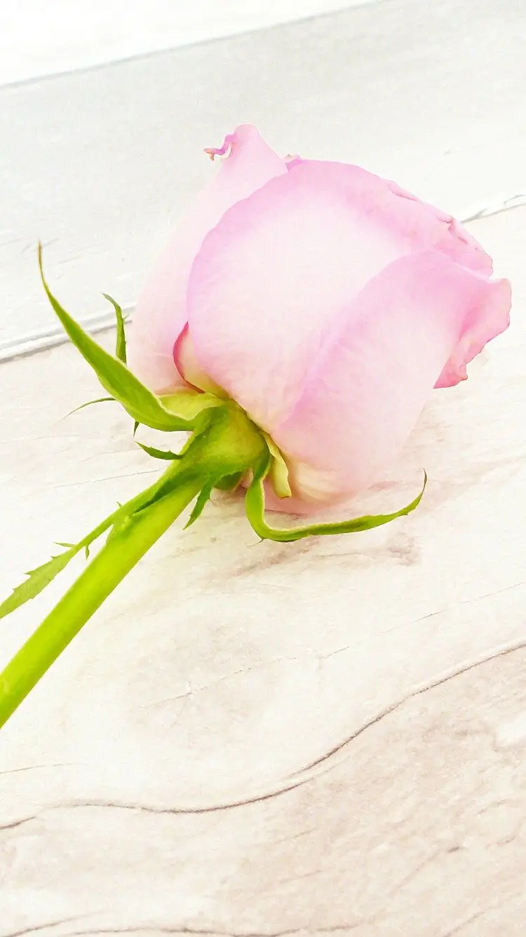 A photo of a white and pink rose that is incredibly beautiful for a romantic profile
