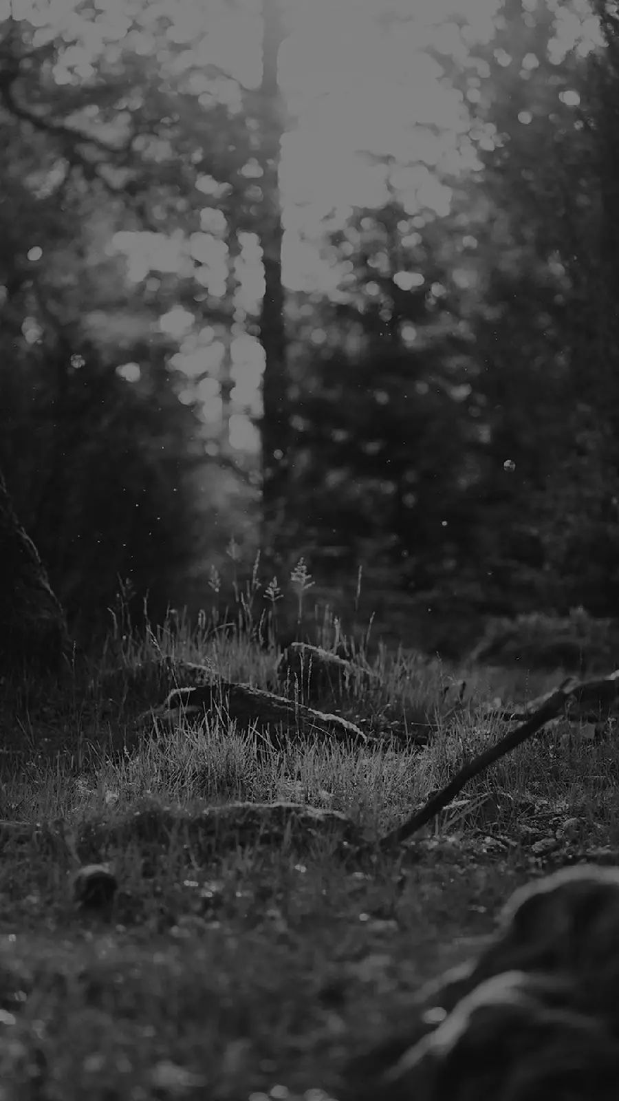 Soothing black and white nature image in HD quality