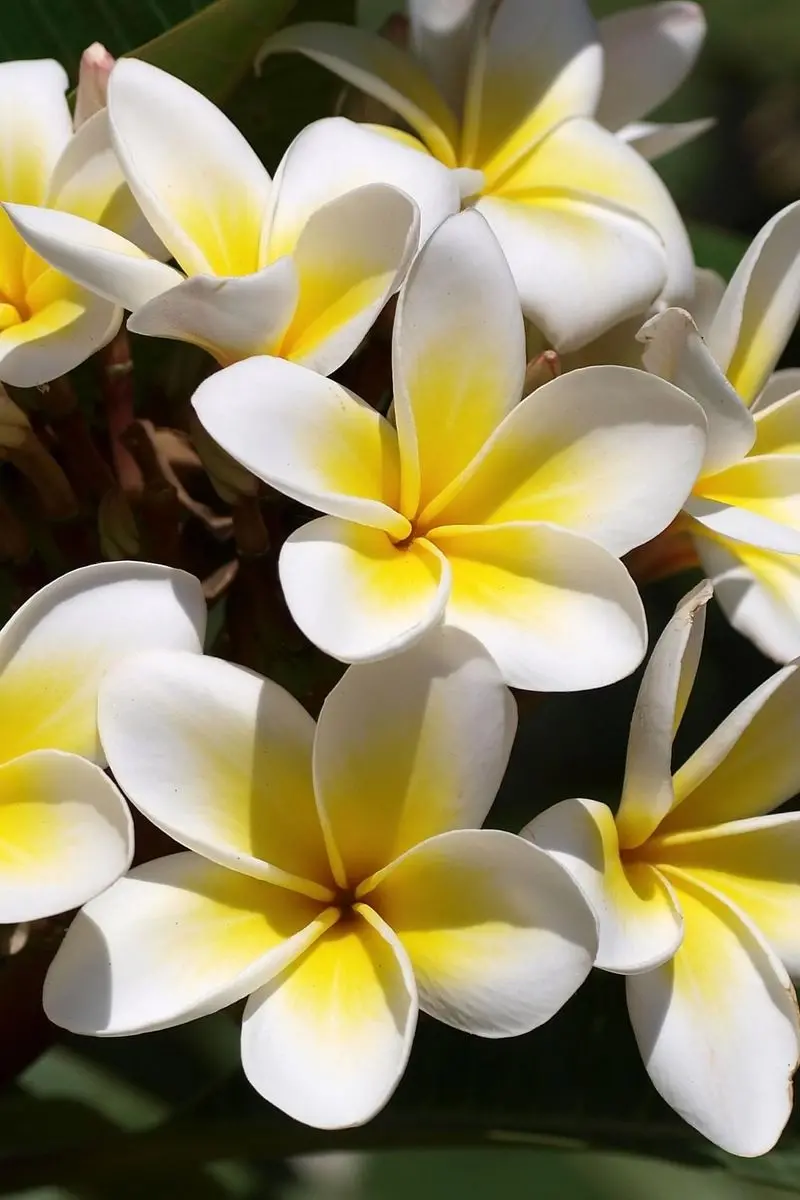 8K Wallpaper of White Five-petaled Plumeria Flower with Yellow Center