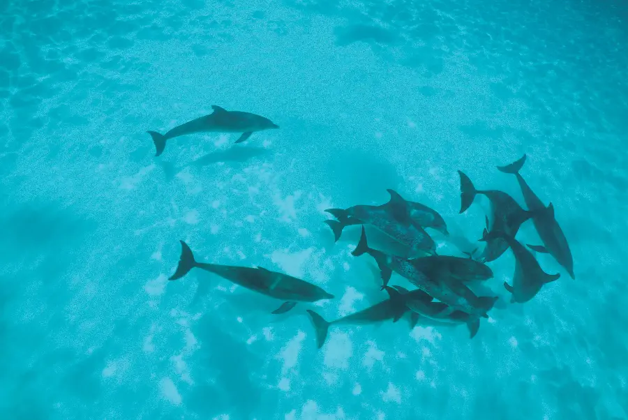 Stock Photos of Dolphins in a Pool from Above