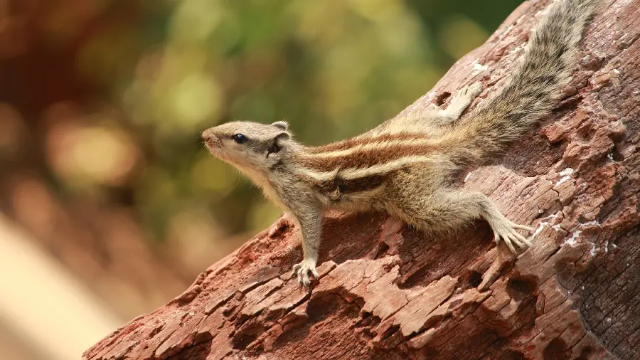 Squirrel photo on a tree trunk for wallpaper and profile