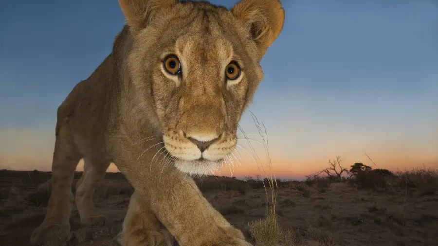 Photo of a young male lion in the desert