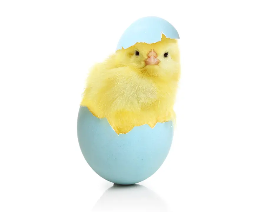 Photo of a chick hatching from a blue egg With white background 