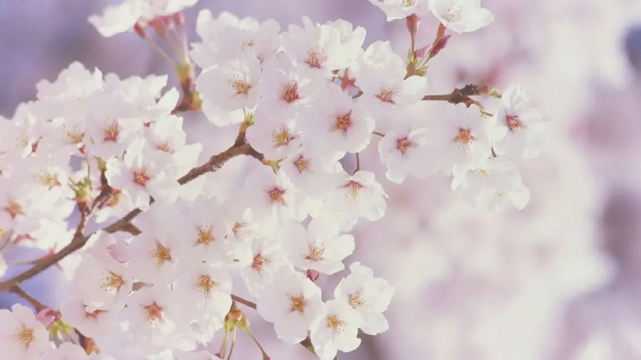 Spring Blossom Background
