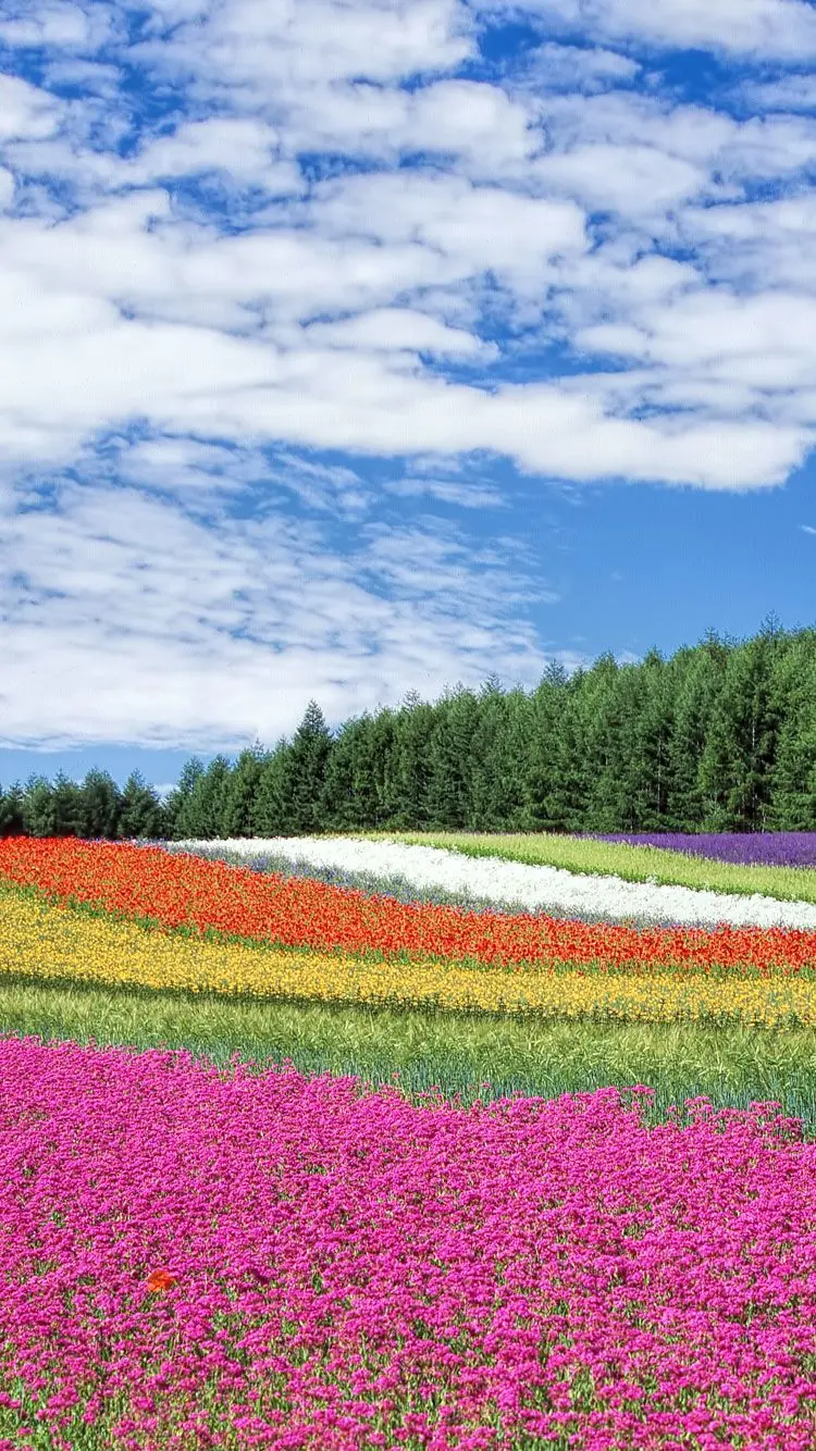 Spectacular spring flower meadow photo for mobile phone wallpaper