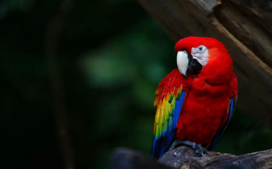 Photo of a beautiful red macaw parrot in excellent Full HD quality