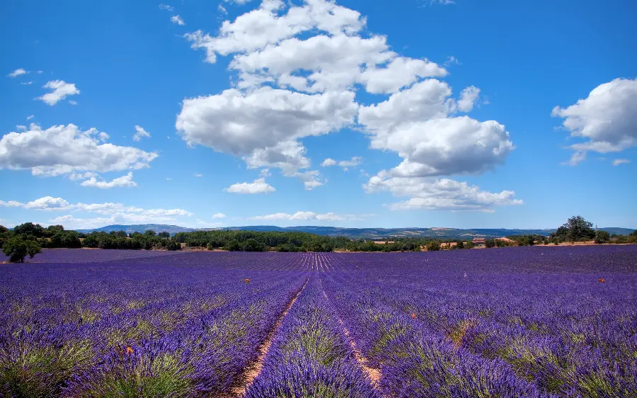 Dream photo of a purple flower field 1402