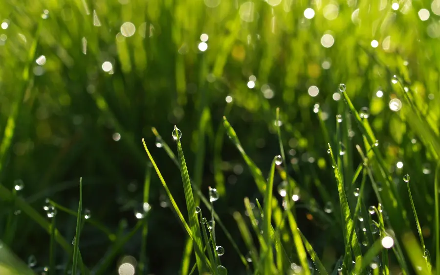 A magnificent image of numerous dew drops on the greens in excellent 8K quality