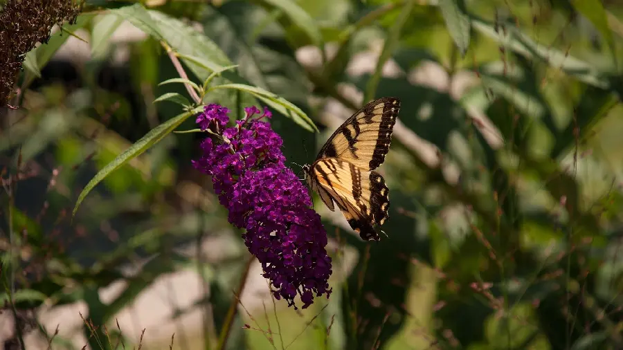 Cool butterfly wallpaper in hd quality