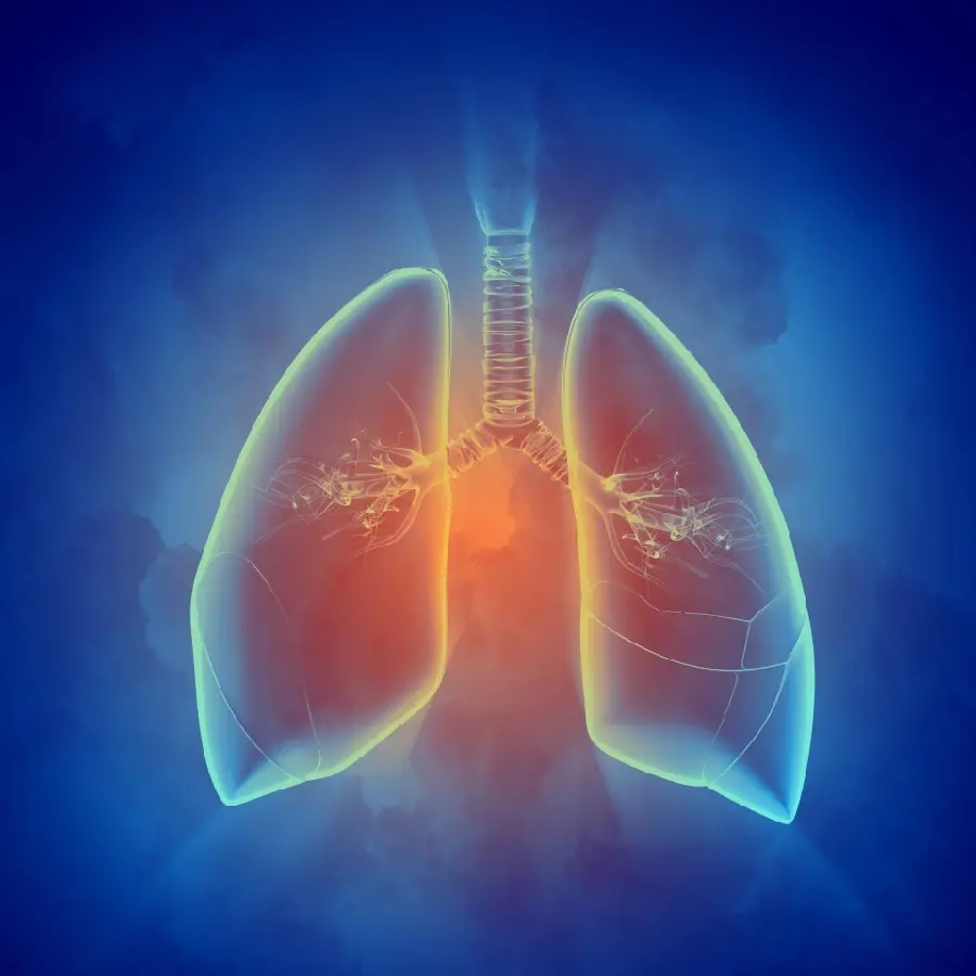 High quality human lung wallpaper for computer